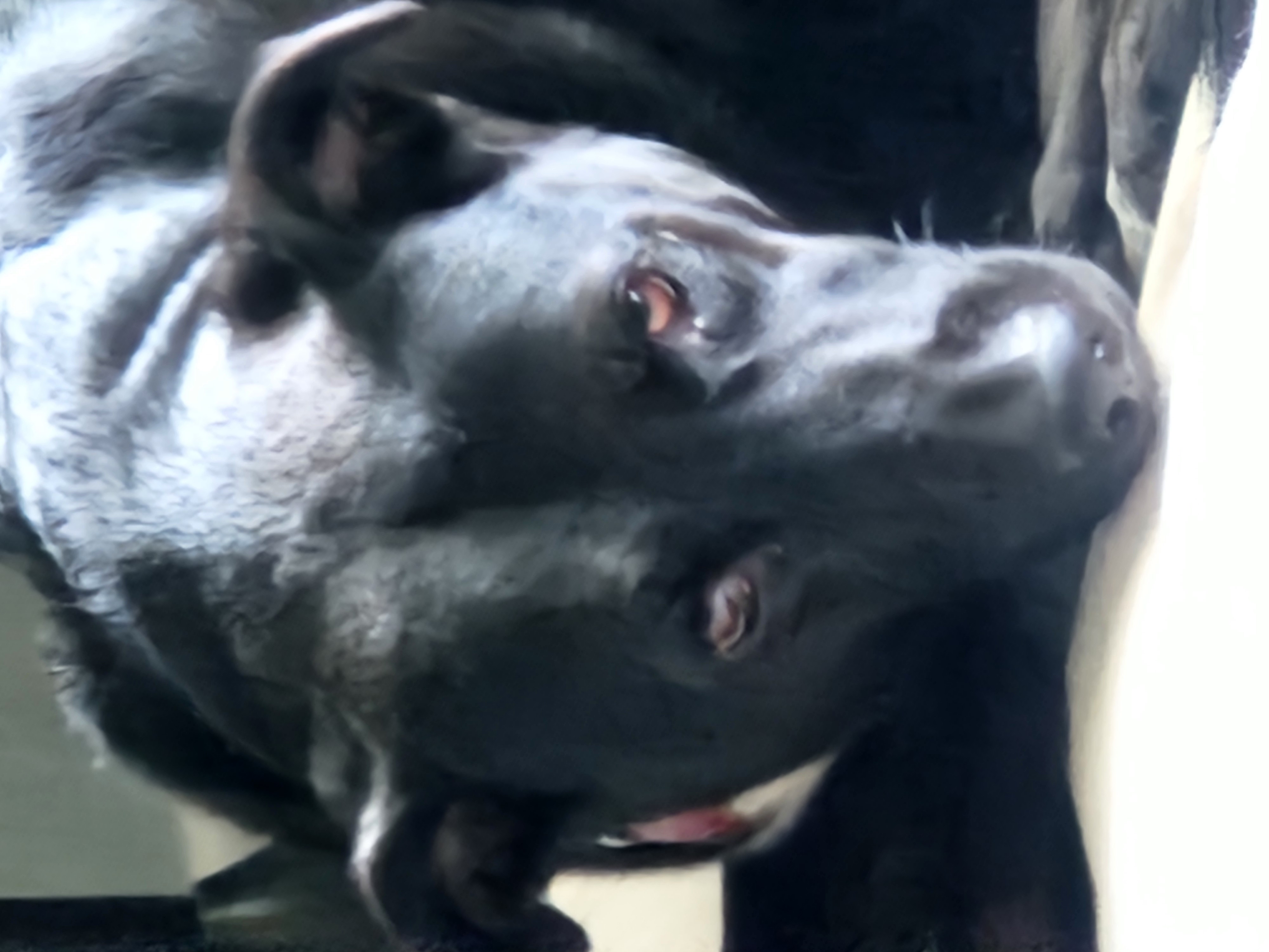 Pepper
